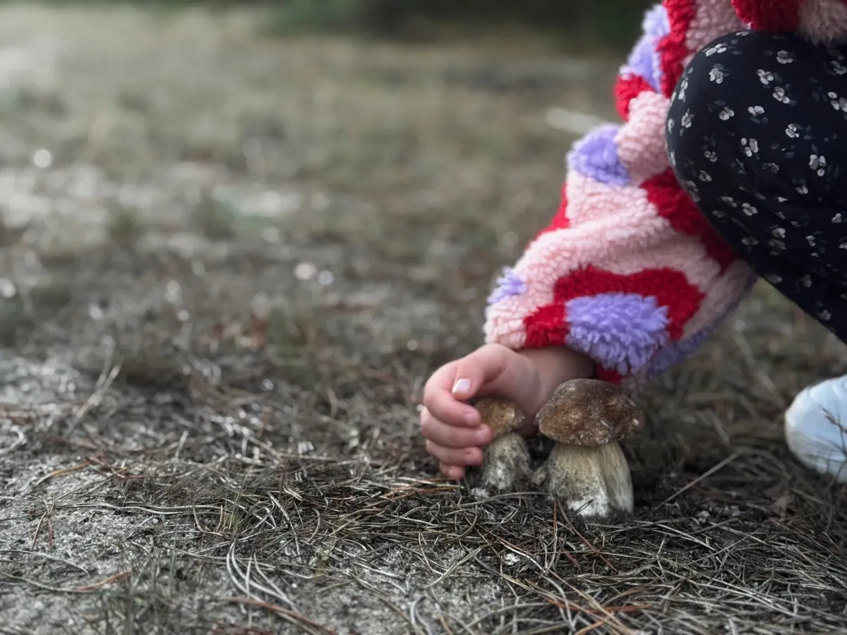 Jesienne grzybobranie